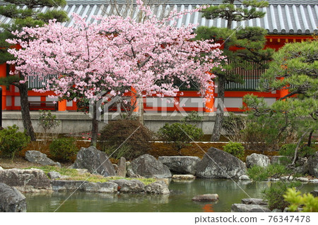 Kawazu cherry blossoms of Sanjusangendo Kawazu cherry blossoms of Sanjusangendo 76347478