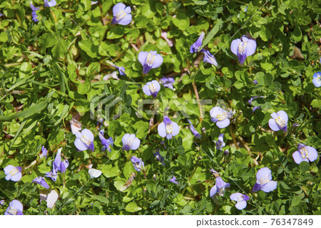 蒲公英 蒲公英 76347849