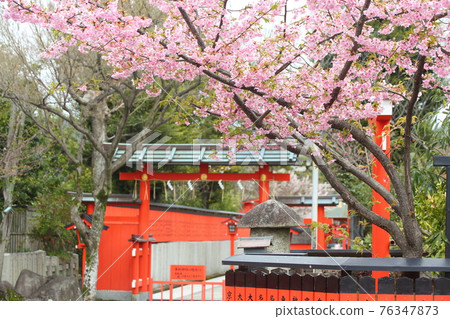 Kawazu cherry tree Kawazu cherry tree 76347873