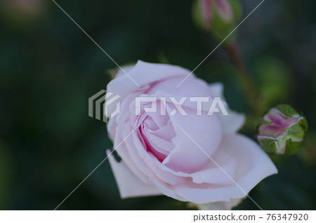 玫瑰新黎明 76347920