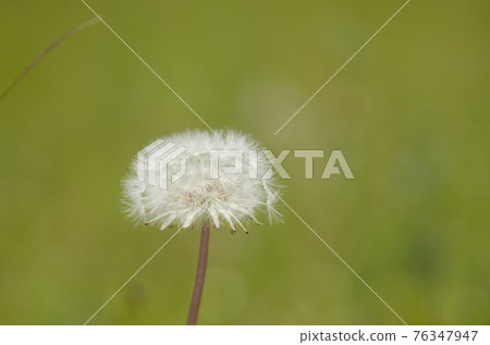 蒲公英絨毛 76347947