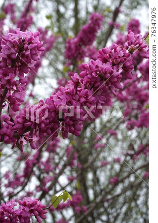 Cercis chinensis flower in full bloom Cercis chinensis flower in full bloom 76347976