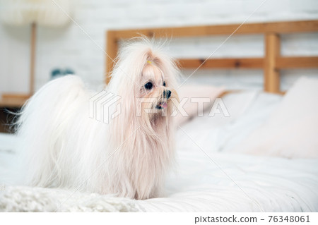 cute young white maltese dog standing on bed in bedroom 76348061