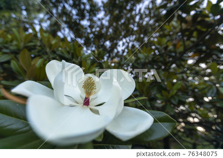 Magnolia magnolia blooms, early summer scenery 76348075