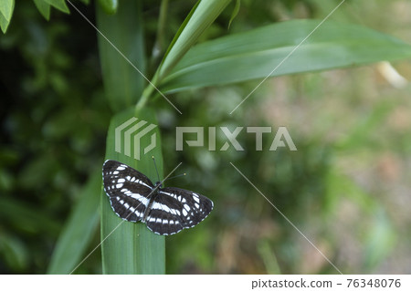 有蝴蝶和 Neptis sapphire-3 的初夏草坪 76348076