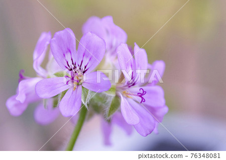 Rose geranium 76348081