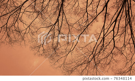 Sepia toning world (tree and sky landscape) 76348114