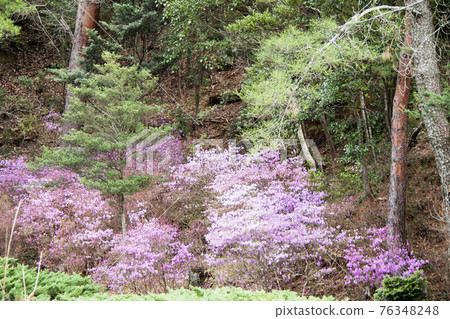 Kobanomitsu杜鵑花 Kobanomitsu杜鵑花 76348248