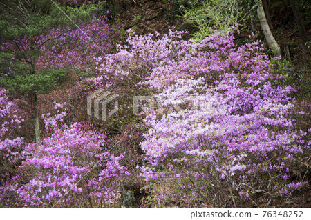 Kobanomitsu azalea 76348252