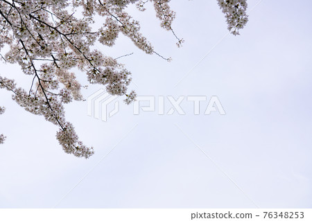 Beautiful cherry blossoms, blooming cherry blossom scenery 76348253