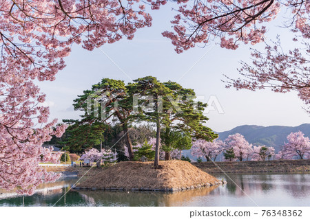 (Nagano Prefecture) Cherry blossoms on the bank of Rokudo in the afternoon 76348362