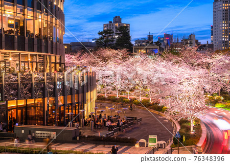 《Tokyo》 Night cherry blossoms in Tokyo Midtown, spring Tokyo 76348396