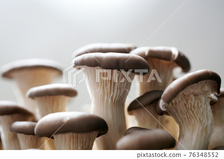 Fresh shiitake mushrooms, mushroom objects 76348552