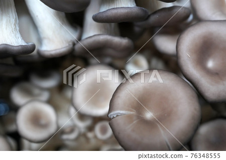 Fresh shiitake mushrooms, mushroom objects 76348555