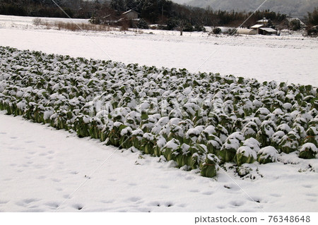 Snow capped in Chinese cabbage field Snow capped in Chinese cabbage field 76348648
