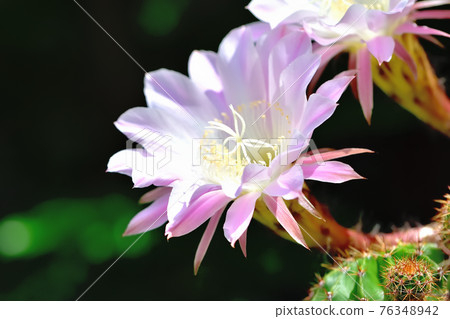 Cactus flower Cactus flower 76348942