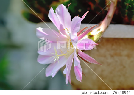 Cactus flower 76348945