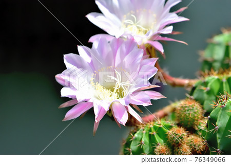 Cactus flower 76349066