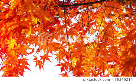 紅葉的景色（埼玉縣川口市附近拍攝的秋景） 76349214