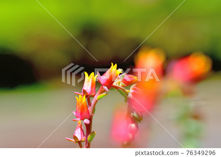 多汁植物最小花 76349296