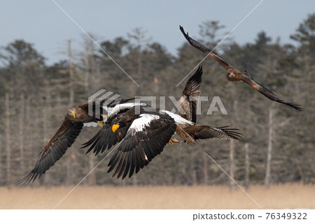 Lake Furen winter scenery Lake Furen winter scenery 76349322