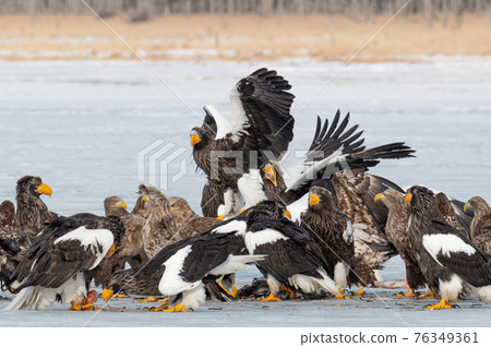 Lake Furen winter scenery Lake Furen winter scenery 76349361