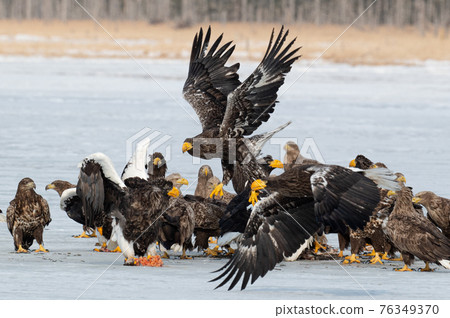 夫人湖冬景 76349370