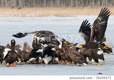 夫人湖冬景 76349371