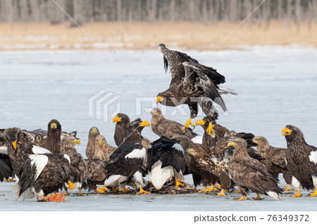 夫人湖冬景 76349372