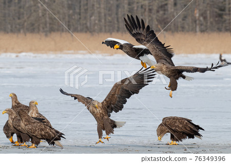 Lake Furen winter scenery Lake Furen winter scenery 76349396