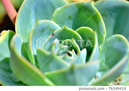 多汁植物最小花 76349419