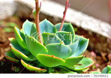 Succulent plant minimal flower 76349421