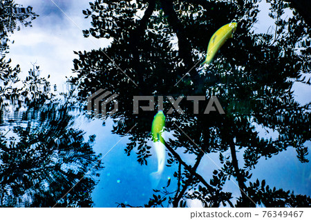 A carp swimming in a pond that is so clear that the sky reflects 76349467