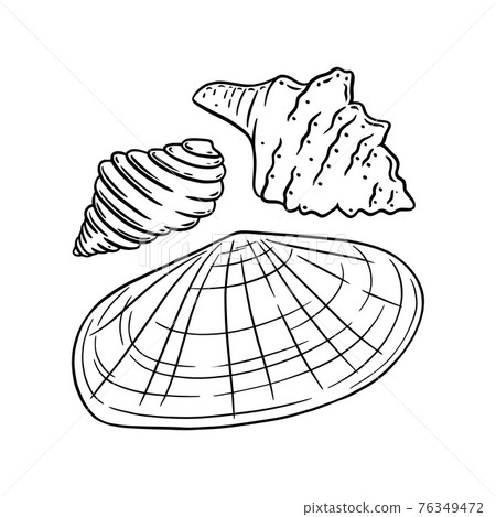 Sunray venus and other shells isolated in white background. Marine seashells sketch. Vector illustration Sunray venus and other shells isolated in white background. Marine seashells sketch. Vector illustration 76349472
