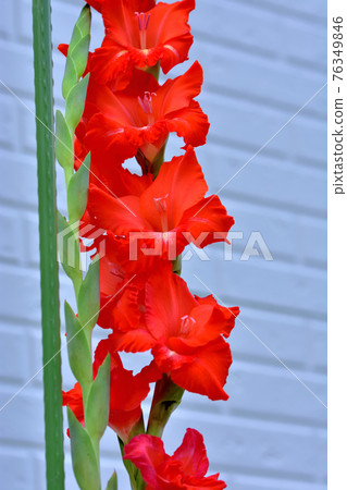 Gladiolus in full bloom Gladiolus in full bloom 76349846