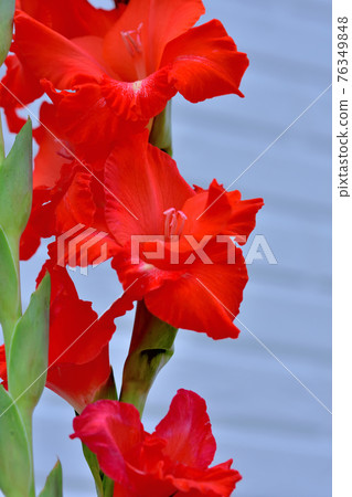 Gladiolus in full bloom Gladiolus in full bloom 76349848