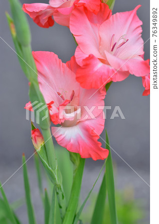 盛開的唐菖蒲 76349892