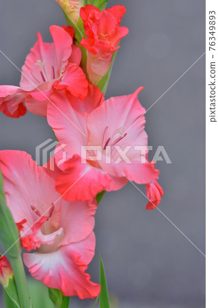 盛開的唐菖蒲 76349893