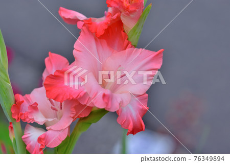 盛開的唐菖蒲 76349894