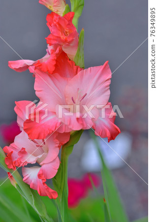 Gladiolus in full bloom Gladiolus in full bloom 76349895
