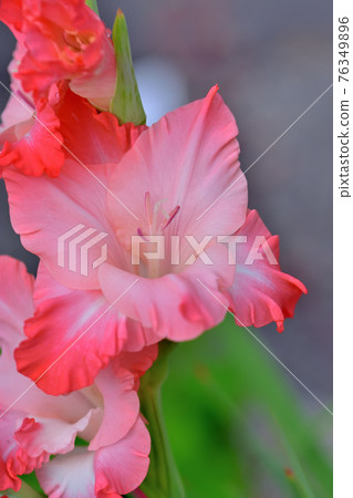 Gladiolus in full bloom Gladiolus in full bloom 76349896