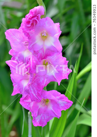 Gladiolus in full bloom Gladiolus in full bloom 76349913