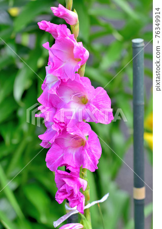 盛開的唐菖蒲 76349914