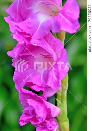 Gladiolus in full bloom 76350022