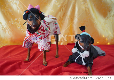 English Bulldog Miniature Pinscher Hina Doll Kimono Kimono Photo 54 76350063