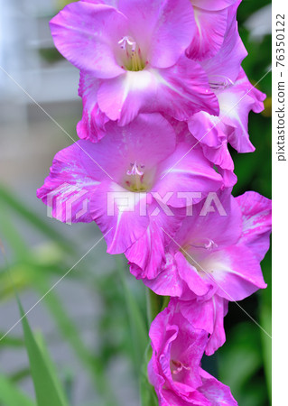 Gladiolus in full bloom Gladiolus in full bloom 76350122