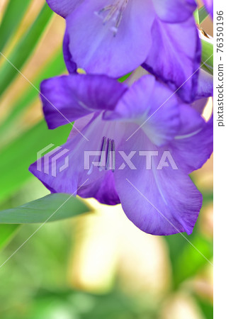 Gladiolus in full bloom 76350196