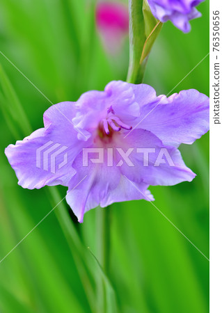 盛開的唐菖蒲 76350656