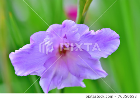 Gladiolus in full bloom 76350658