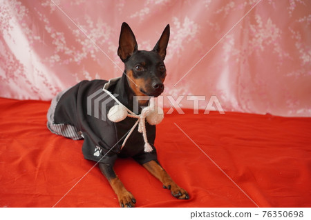 English Bulldog Miniature Pinscher Hina Doll Stock Photo 76350698 Pixta